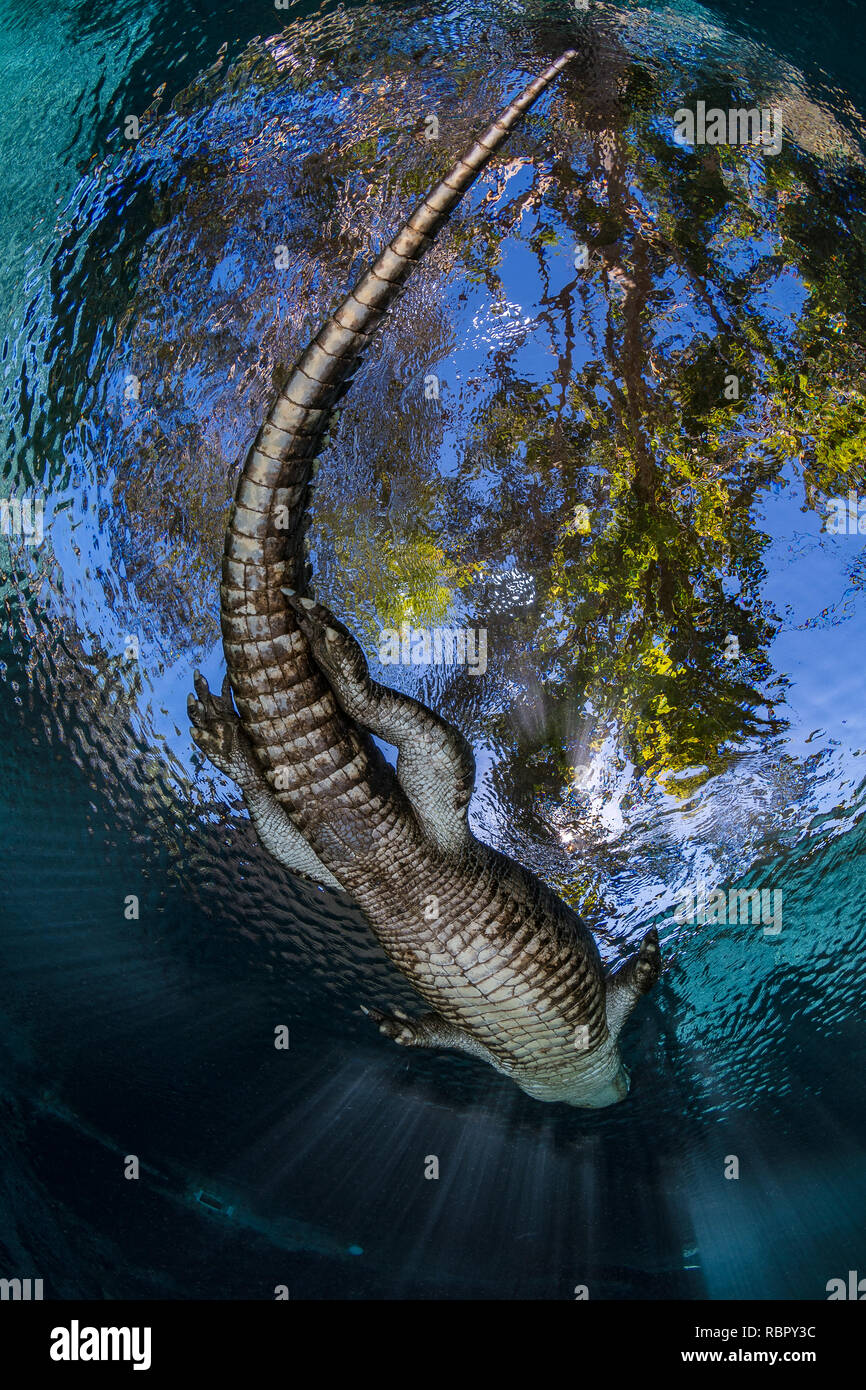 American alligator (Alligator mississippiensis) von unten Schwimmen in der Nähe der Oberfläche Stockfoto