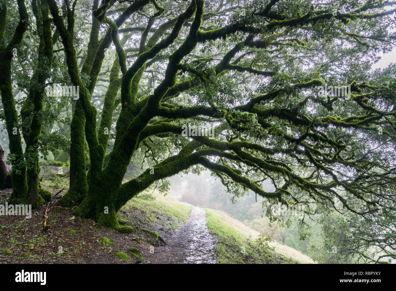 Moos bedeckt live Eichen, Kalifornien Stockfoto