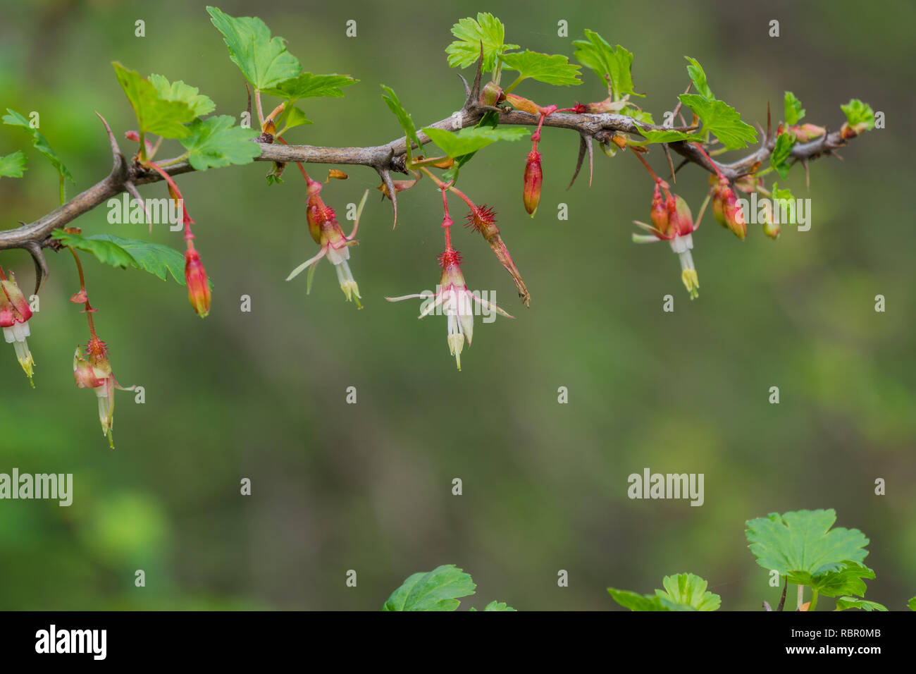 Hang Stachelbeere (Ribes californicum), Kalifornien Stockfoto