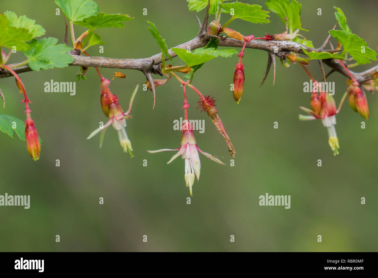 Hang Stachelbeere (Ribes californicum), Kalifornien Stockfoto