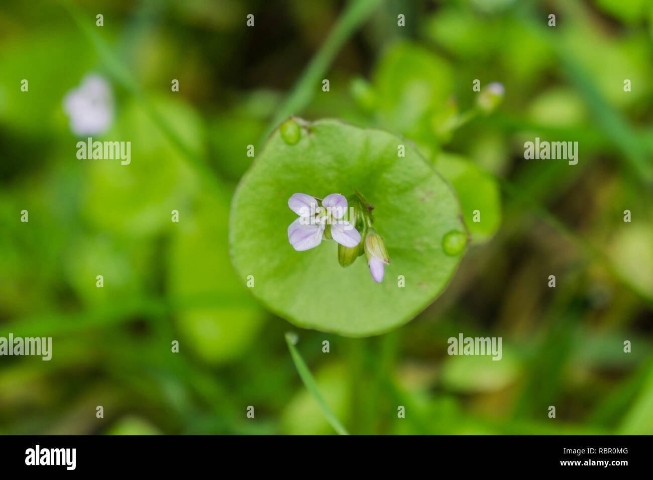 Miner's Salat, Winter Portulak oder indischer Salat (Claytonia perfoliata), Kalifornien Stockfoto