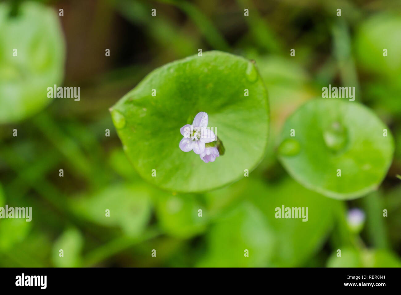 Miner's Salat, Winter Portulak oder indischer Salat (Claytonia perfoliata), Kalifornien Stockfoto