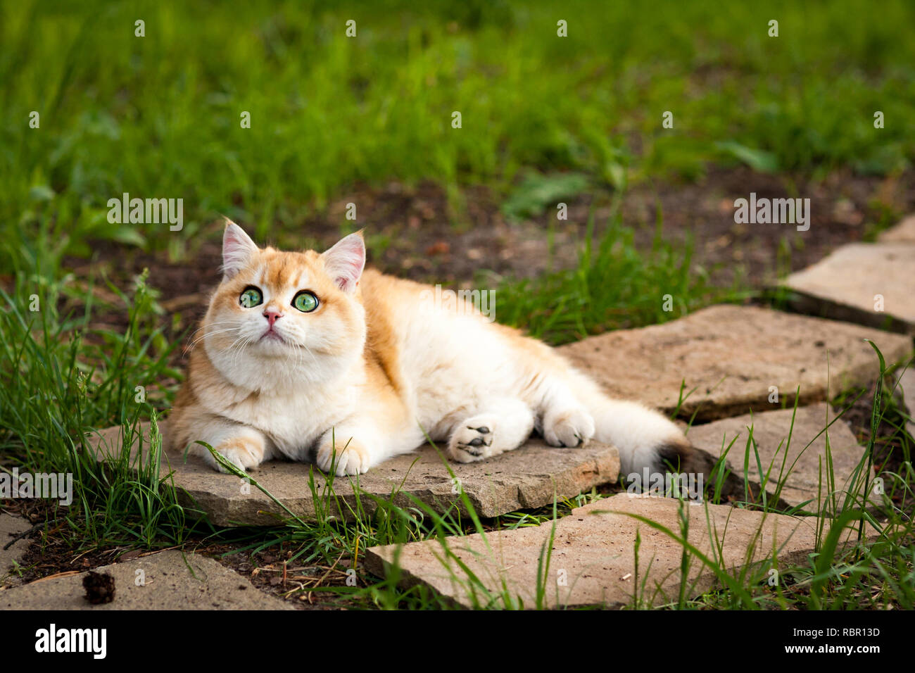 Red britische Katze mit grünen Augen liegen auf einem Stein unter dem grünen Gras Stockfoto
