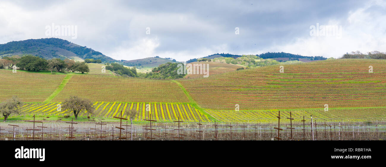 Panorama in Sonoma Valley am Anfang des Frühlings, Kalifornien Stockfoto