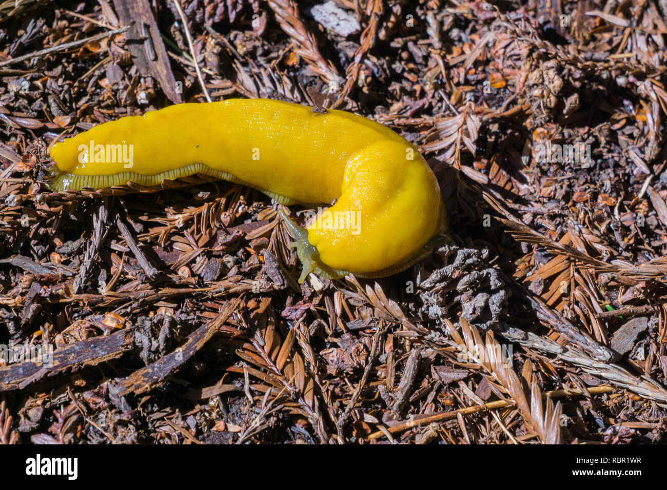 In der Nähe von hellen gelben Banane Slug auf dem Waldboden, Kalifornien Stockfoto