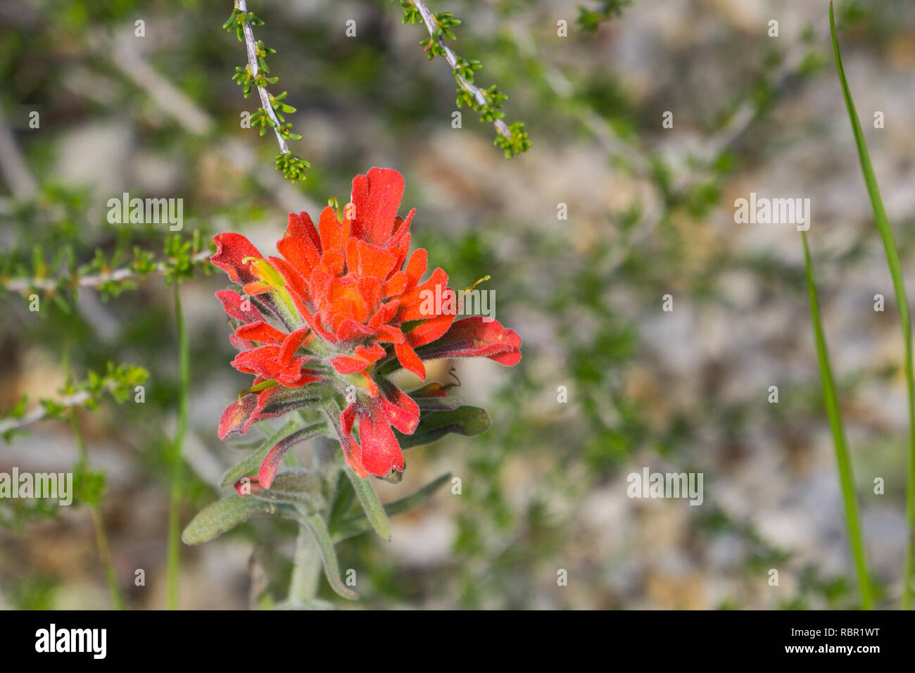 In der Nähe von red hot Indian Paintbrush, Kalifornien Stockfoto