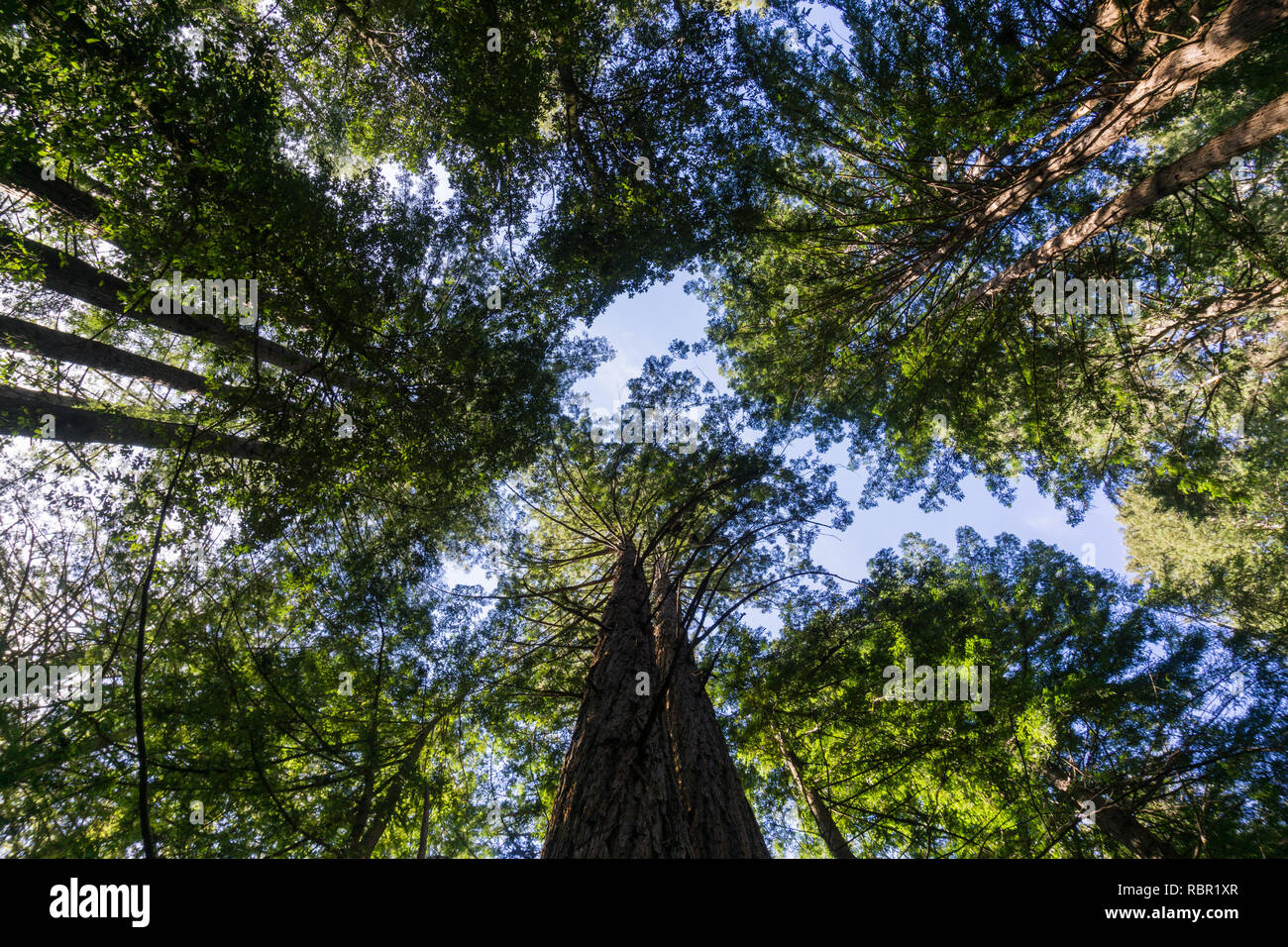 Redwood Forest, Kalifornien Stockfoto