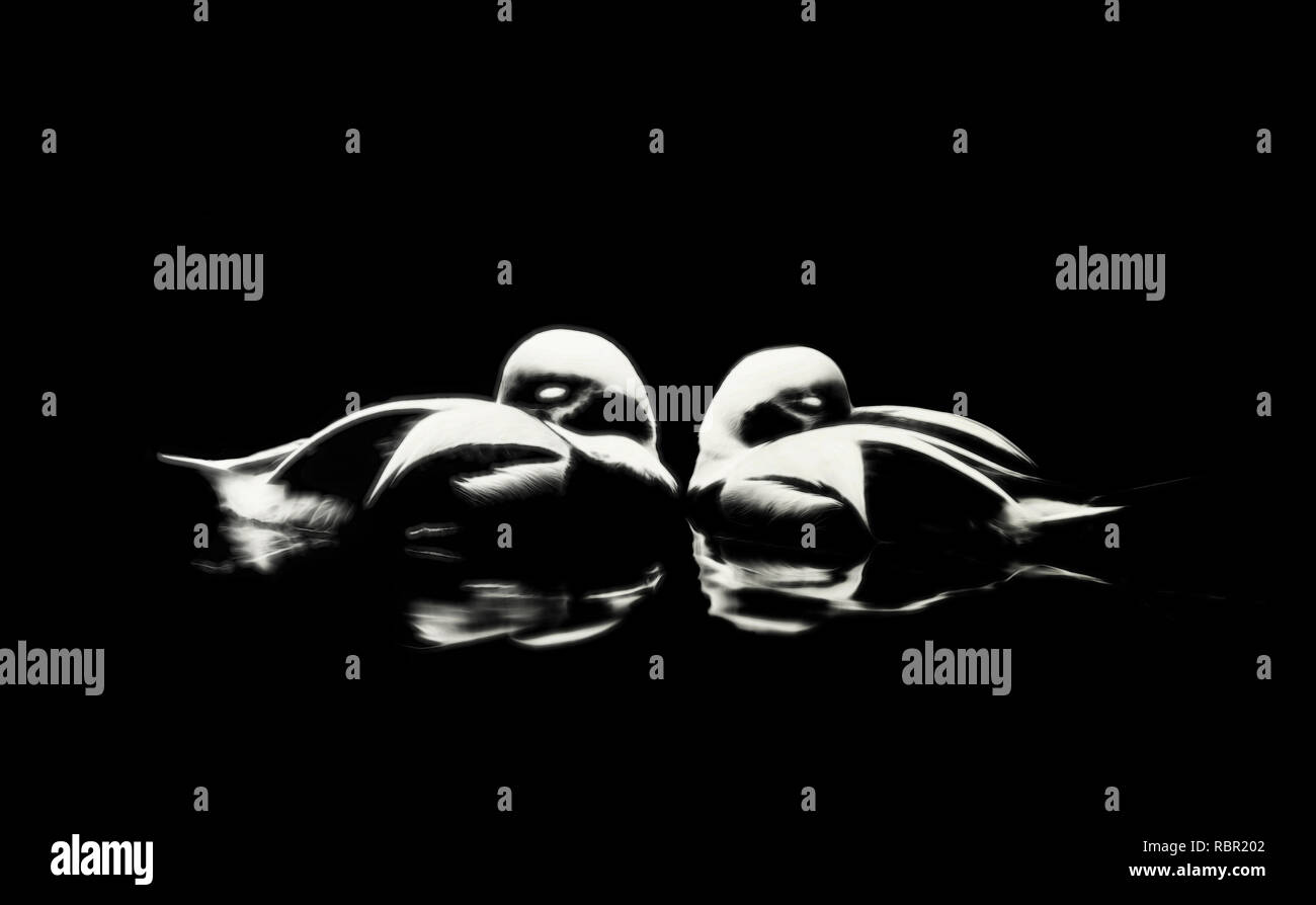 Zwei schwarze und weiße ruhig schlafen Enten schwimmen in einem Teich. Eine Unterzeichnete (in der unteren rechten Ecke) Composite von zwei schwarzen und weißen Soft Focus enhan Stockfoto