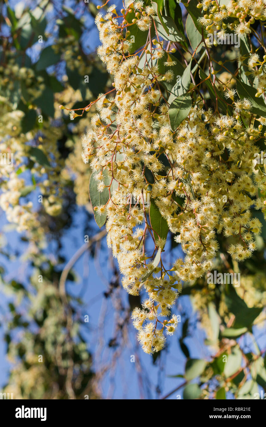 Junge Seife mallee (Eukalyptus diversifolia) Blumen, Kalifornien Stockfoto