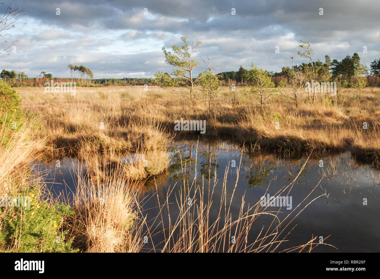 Schönen Wintertag im Thursley gemeinsame Naturschutzgebiet in Surrey, England Stockfoto