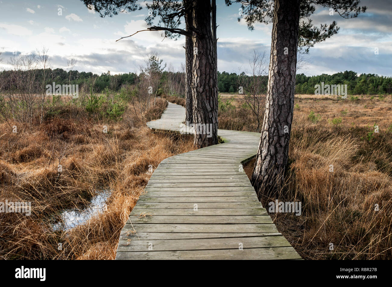 Schönen Wintertag im Thursley gemeinsame Naturschutzgebiet in Surrey, England Stockfoto