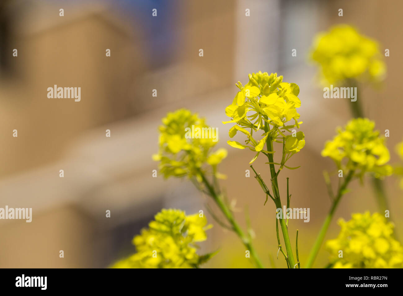 In der Nähe von wilden Senf (Sinapis arvensis) Blüte, native zum Mittelmeerraum und höchst invasiven in Kalifornien Stockfoto