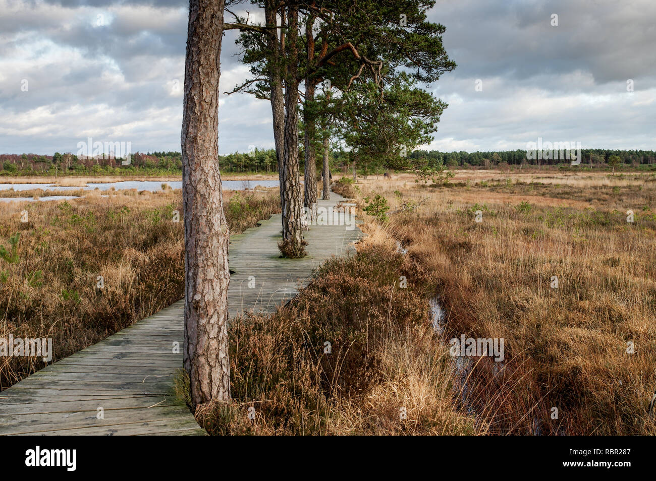 Schönen Wintertag im Thursley gemeinsame Naturschutzgebiet in Surrey, England Stockfoto