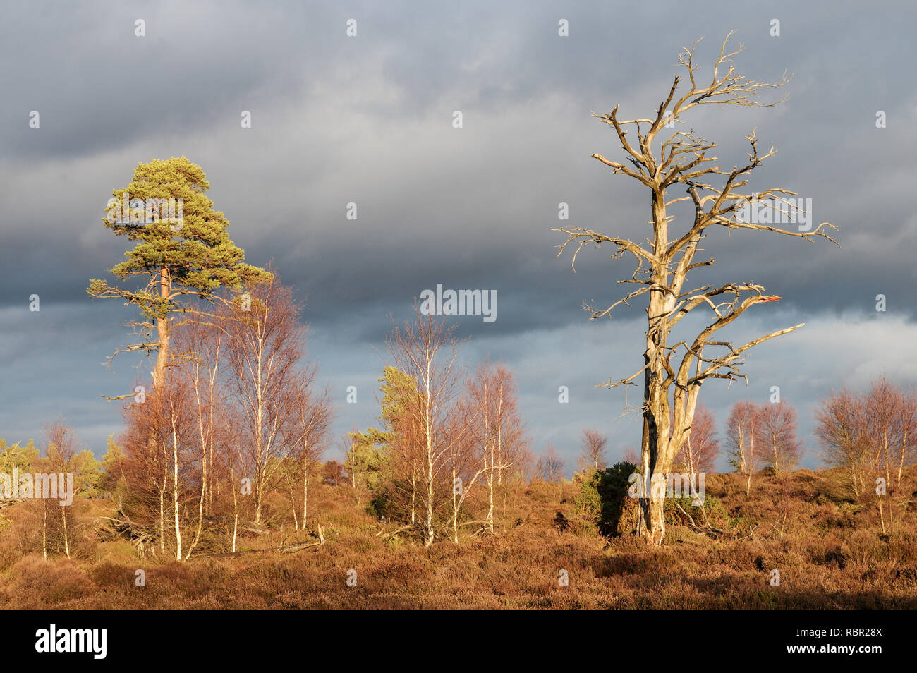 Schönen Wintertag im Thursley gemeinsame Naturschutzgebiet in Surrey, England Stockfoto