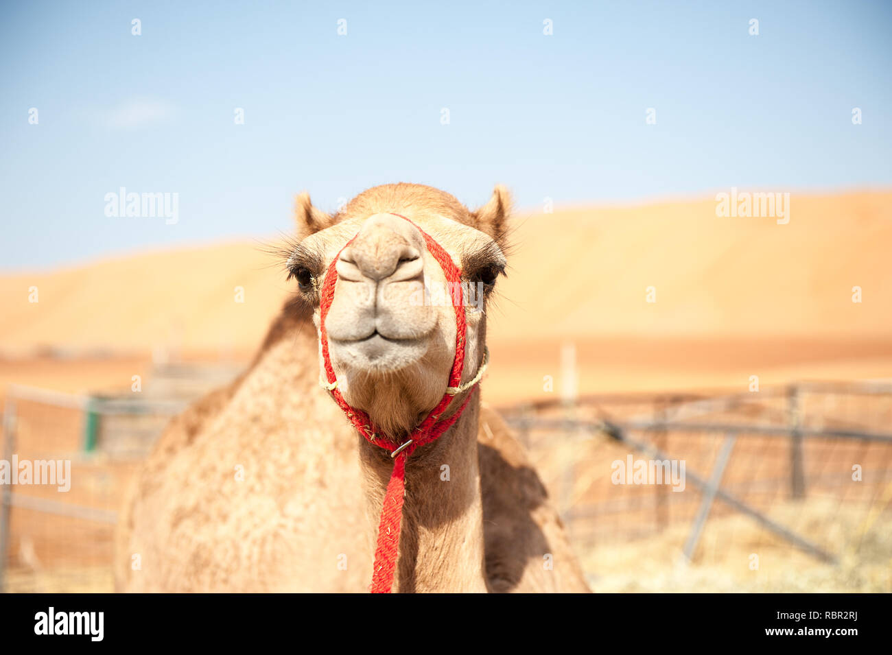 Das Kamel Stockfoto