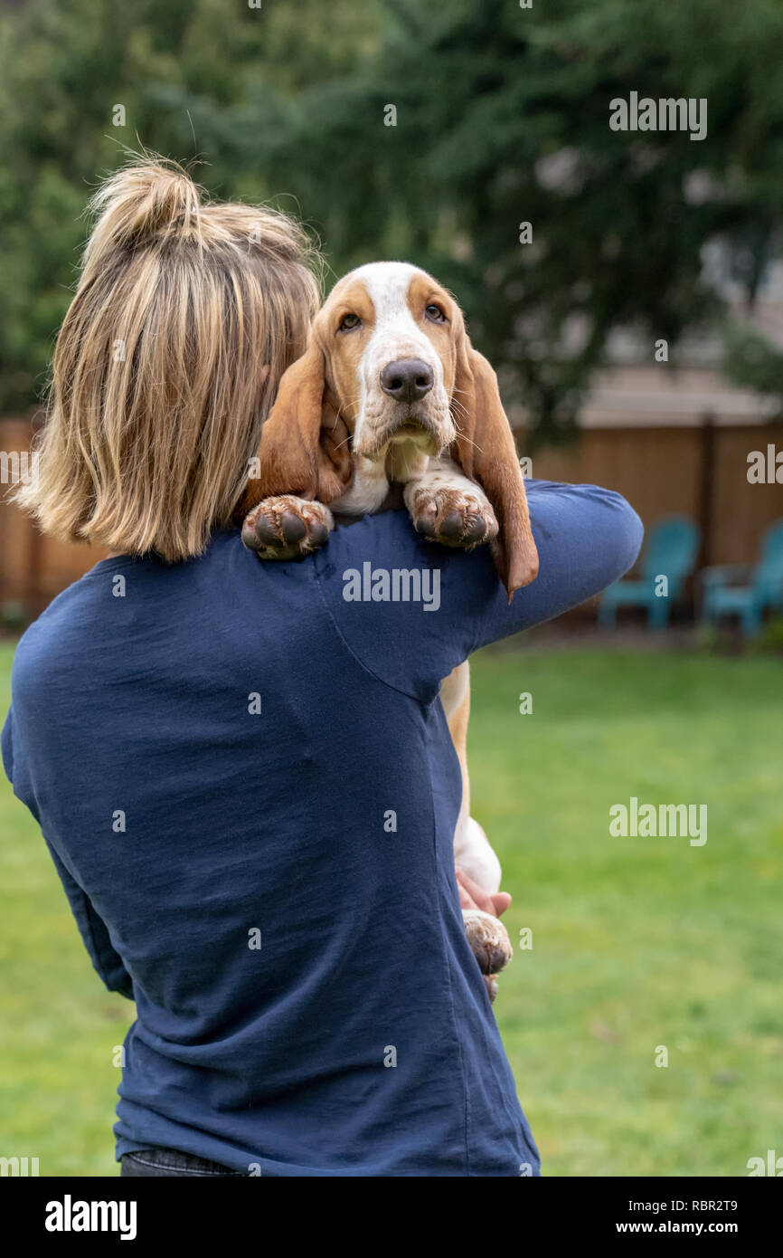 Renton, Washington, USA. Frau, die Ihre fünf Monate alte Basset Hound Welpen 'Elvis' über die Schulter hält. Stockfoto