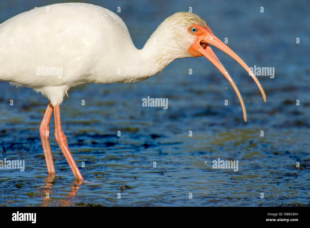 Little Estero Lagoon, Fort Myers Beach, Florida, USA. White Ibis versuchen, eine kleine Schlange zu schlucken. Stockfoto