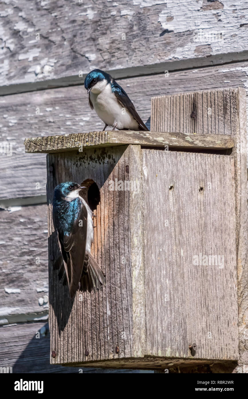 Nisqually, Washington, USA. Paar nesting Baum Schwalben an Nisqually National Wildlife Refuge. Stockfoto