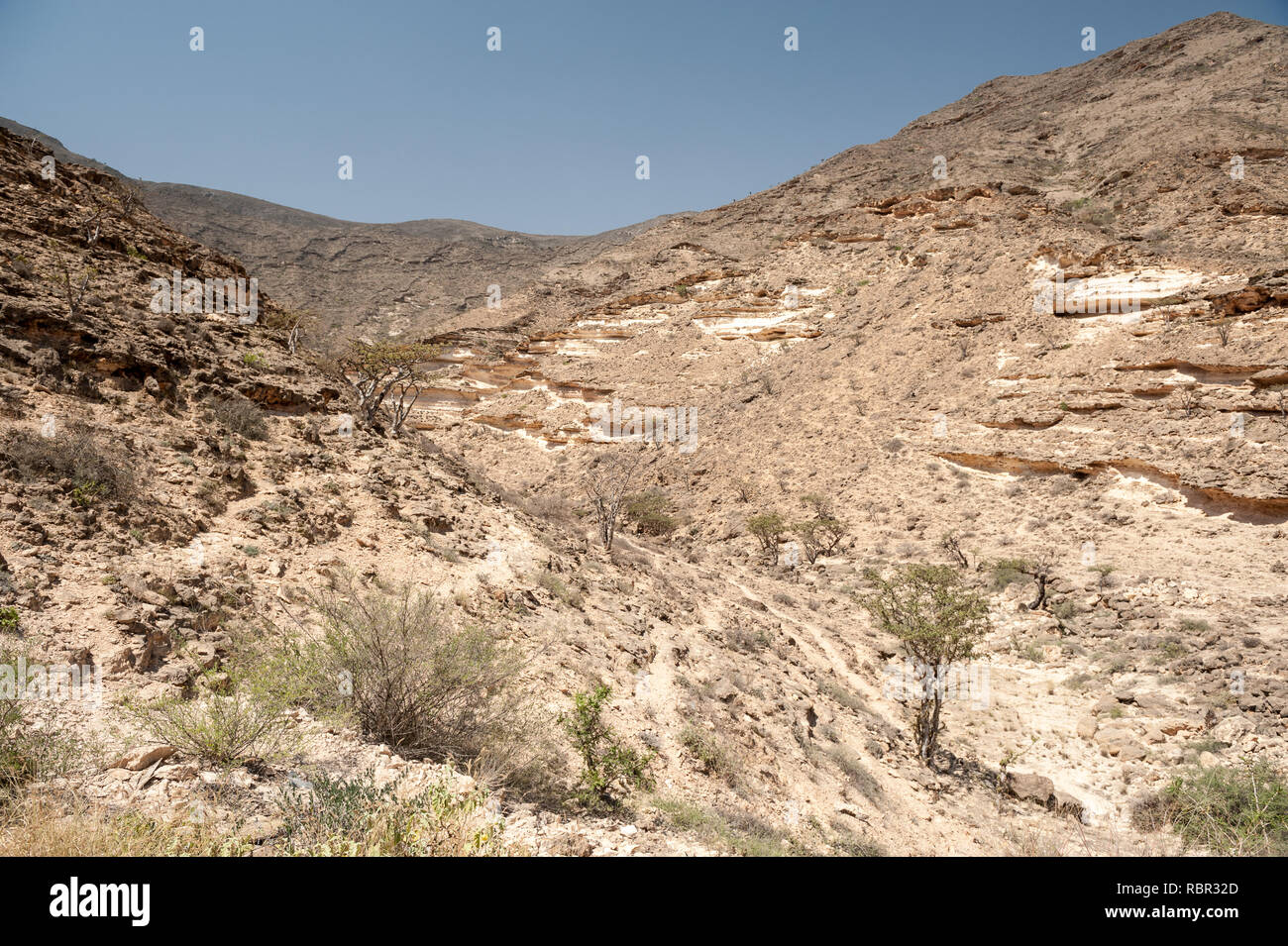 Weihrauch Bäume Stockfoto
