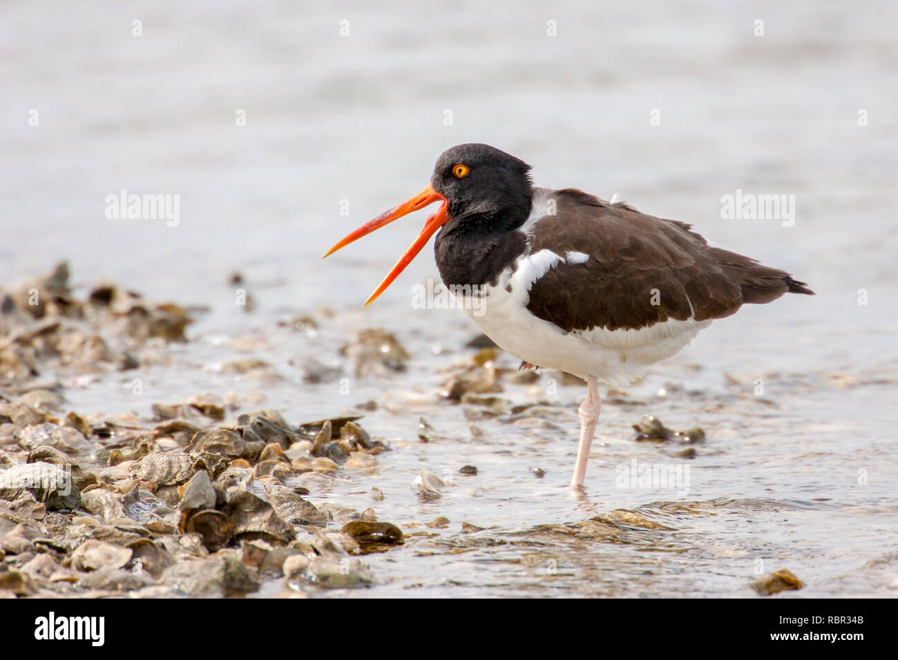 Aransas National Wildlife Refuge an der Golfküste von Texas, USA. Amerikanische Austernfischer Stehen auf einem Bein. Stockfoto