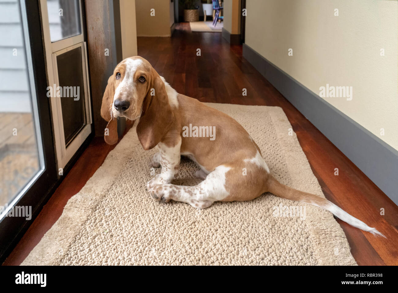 Renton, Washington, USA. Drei Monate alten Basset Hound 'Elvis' durch eine Tür heraus zu lassen, wartet. (PR) Stockfoto