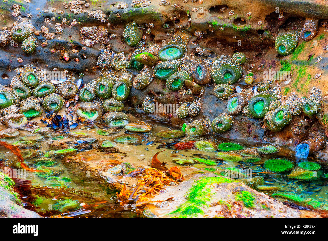 In der Nähe des Meeres leben in einer Flut Umfrage Anemone, Algen und Muscheln halten Sie sich an die Felsen. Stockfoto
