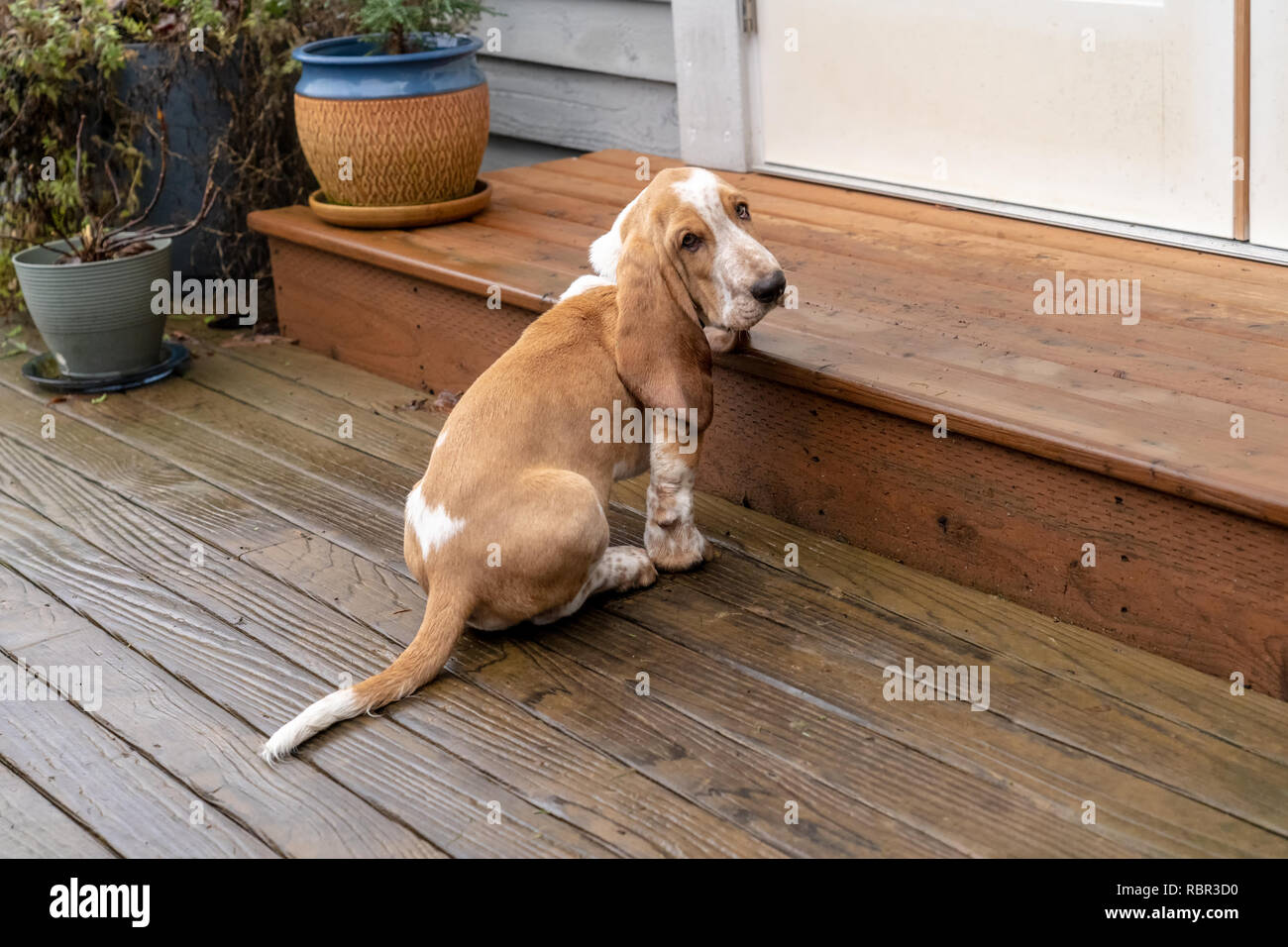 Renton, Washington, USA. Drei Monate alten Basset Hound 'Elvis' warten zu lassen. (PR) Stockfoto