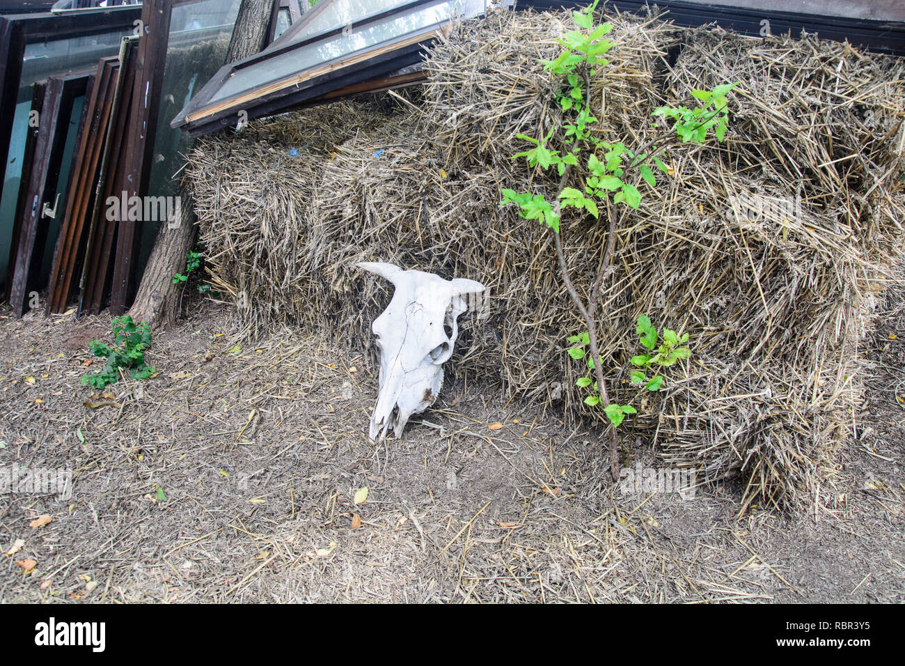 Schädel von Rindern im Hof der landwirtschaftlichen Ranch. Stockfoto