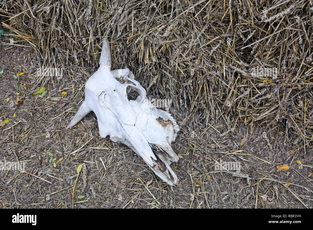 Schädel von Rindern im Hof der landwirtschaftlichen Ranch. Stockfoto