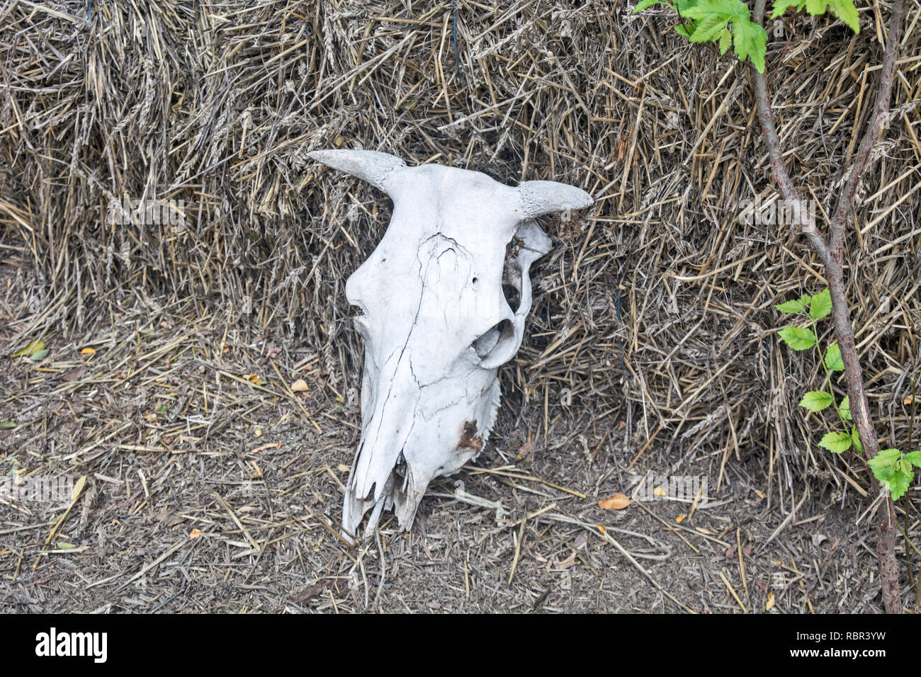 Schädel von Rindern im Hof der landwirtschaftlichen Ranch. Stockfoto