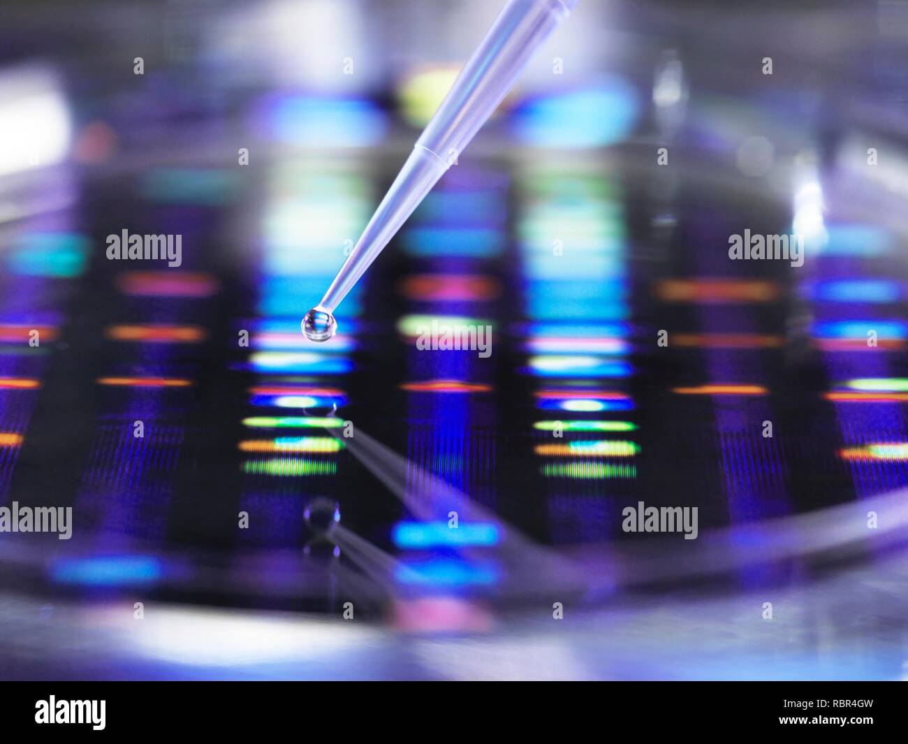 Wissenschaftler Pipettieren eine DNA (Desoxyribonukleinsäure) Probe in eine Petrischale mit ein DNA-Profil im Hintergrund. Stockfoto