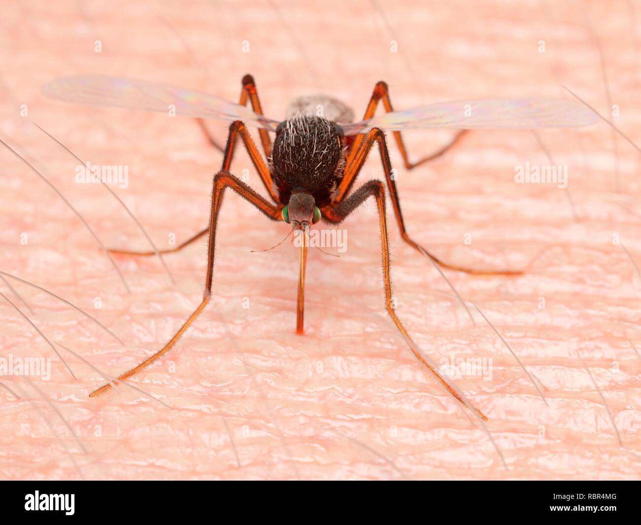 Abbildung eines Moskitos saugen Blut. Stockfoto