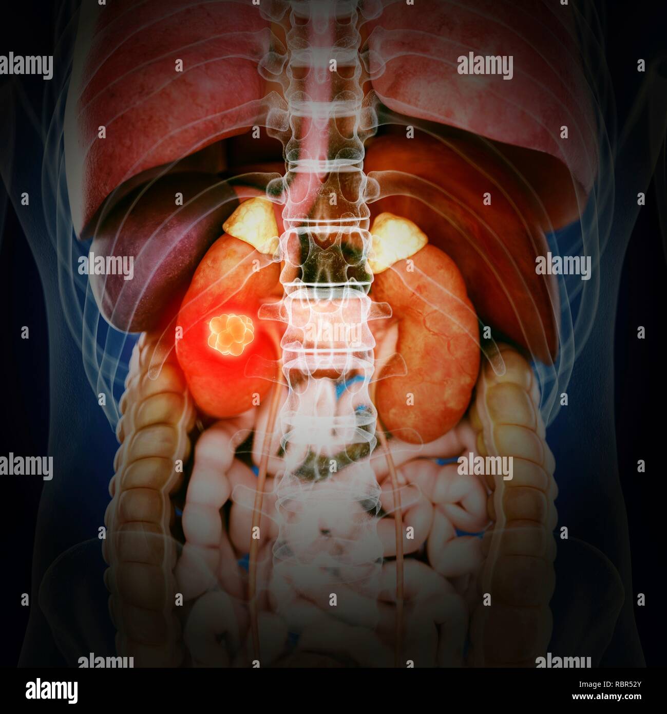 Mann anatomie innere organe rücken -Fotos und -Bildmaterial in hoher ...