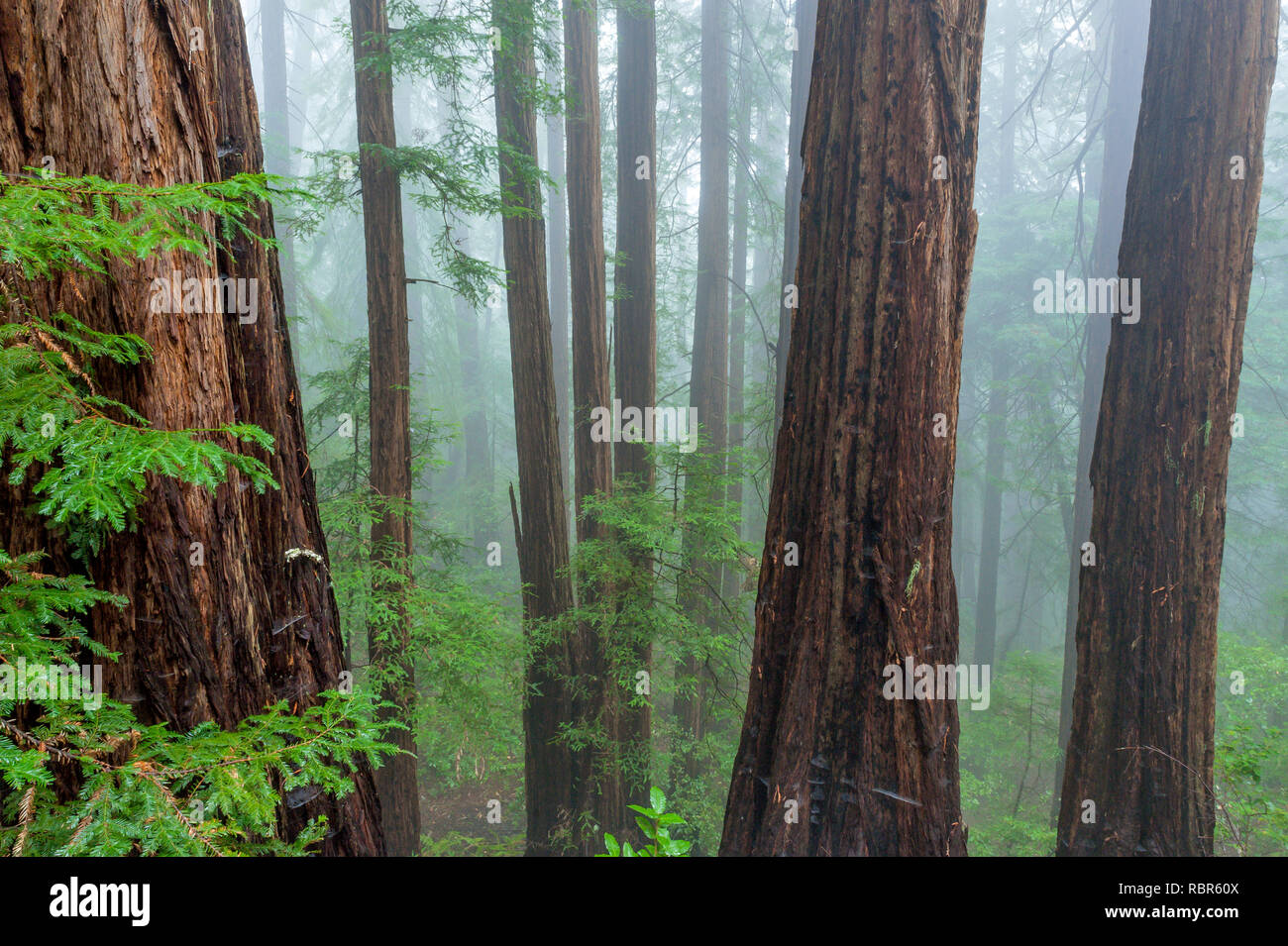 Küstennebel, Mammutbäume, Sequoia sempervirens, Muir Woods National Monument, Marin County, Kalifornien Stockfoto