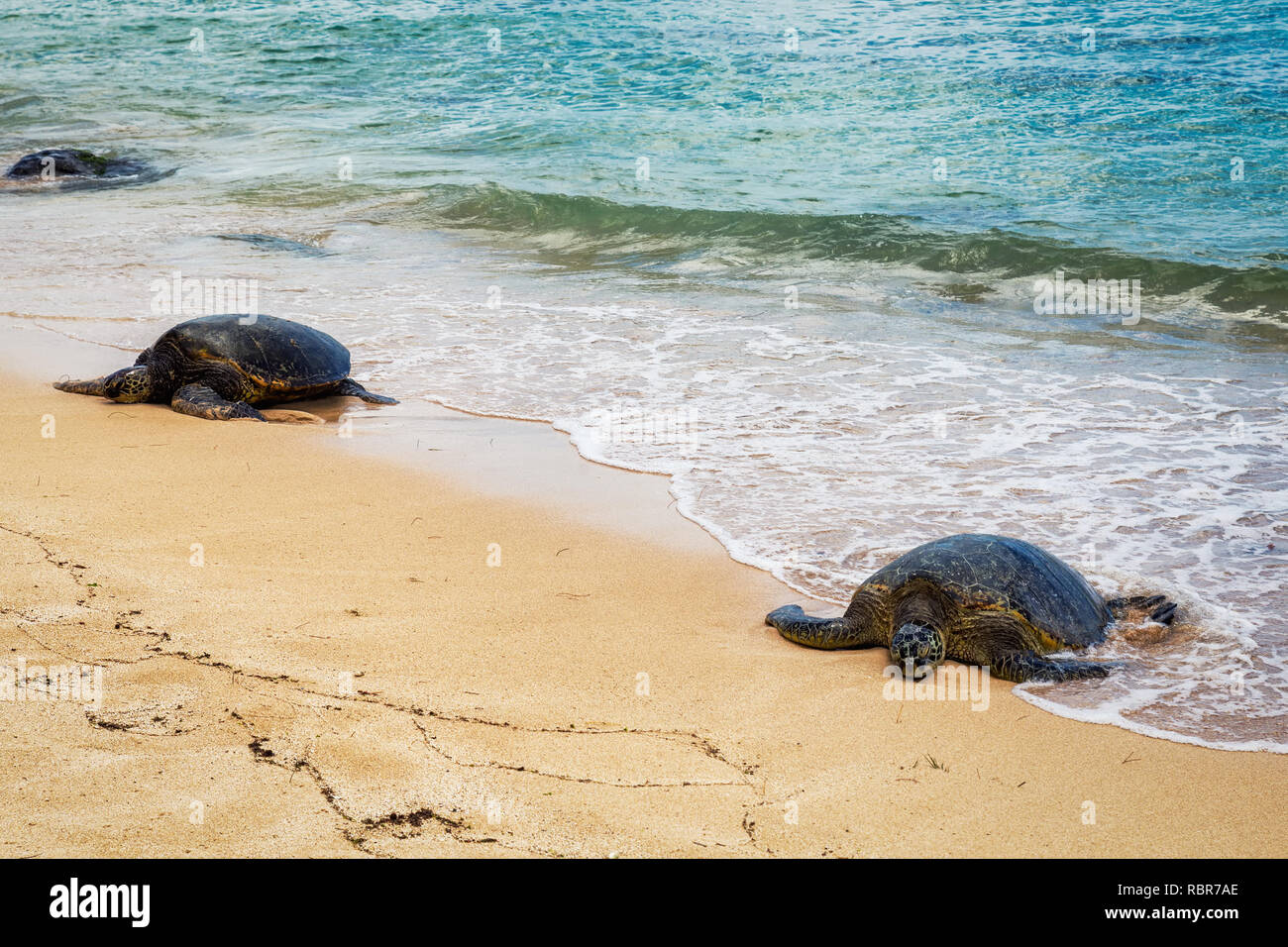 Ansicht schließen von Meeresschildkröten auf Laniakea Strand an einem sonnigen Tag, Oahu, Hawaii Stockfoto