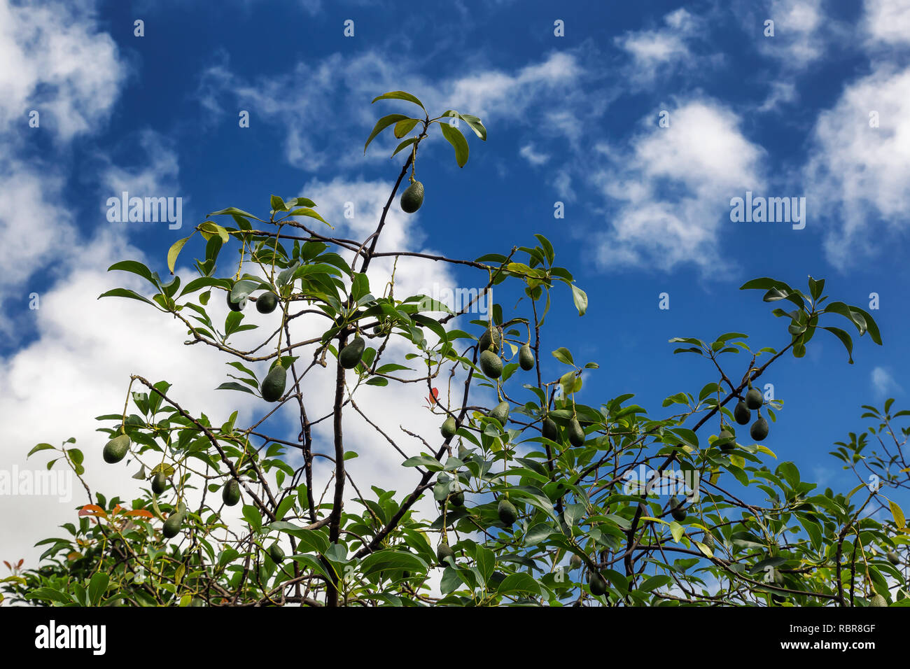 Growind avocado Baum und blauer Himmel Hintergrund auf der Insel Oahu, Hawaii Stockfoto