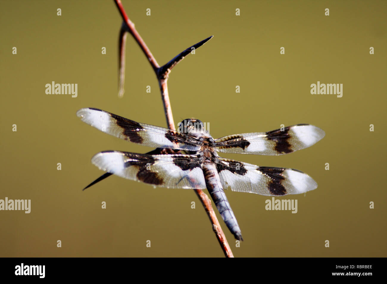 Eine schöne Twelve-Spot Skimmer ruht auf einem Zweig Stockfoto