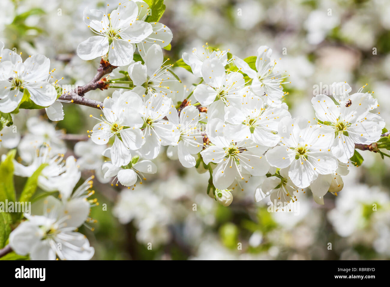 Weiss Bluhende Baume Im Fruhling