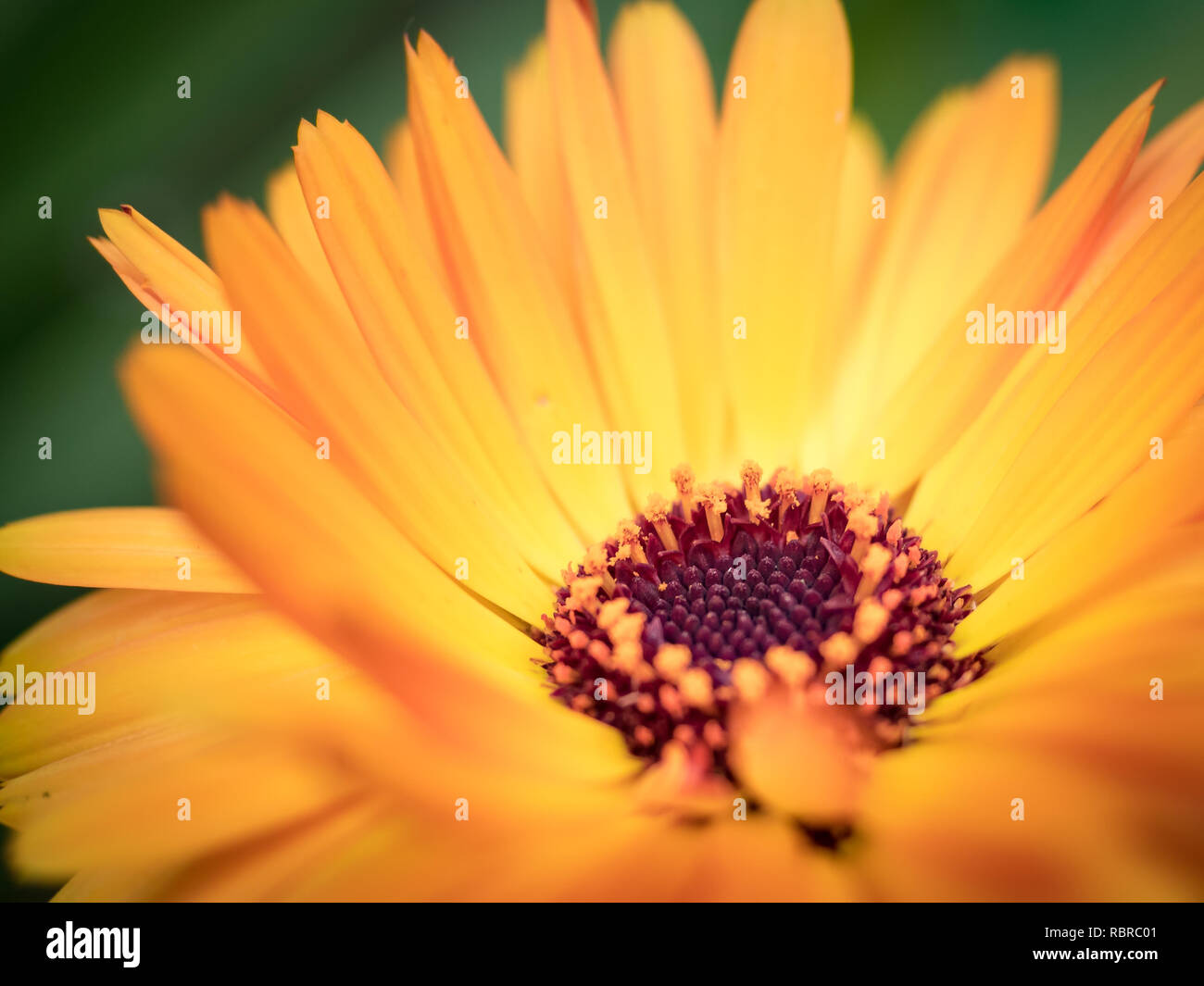 Makroaufnahme eines schönen gelben und orangefarbenen Gerber Daisy, Nahaufnahme Stockfoto