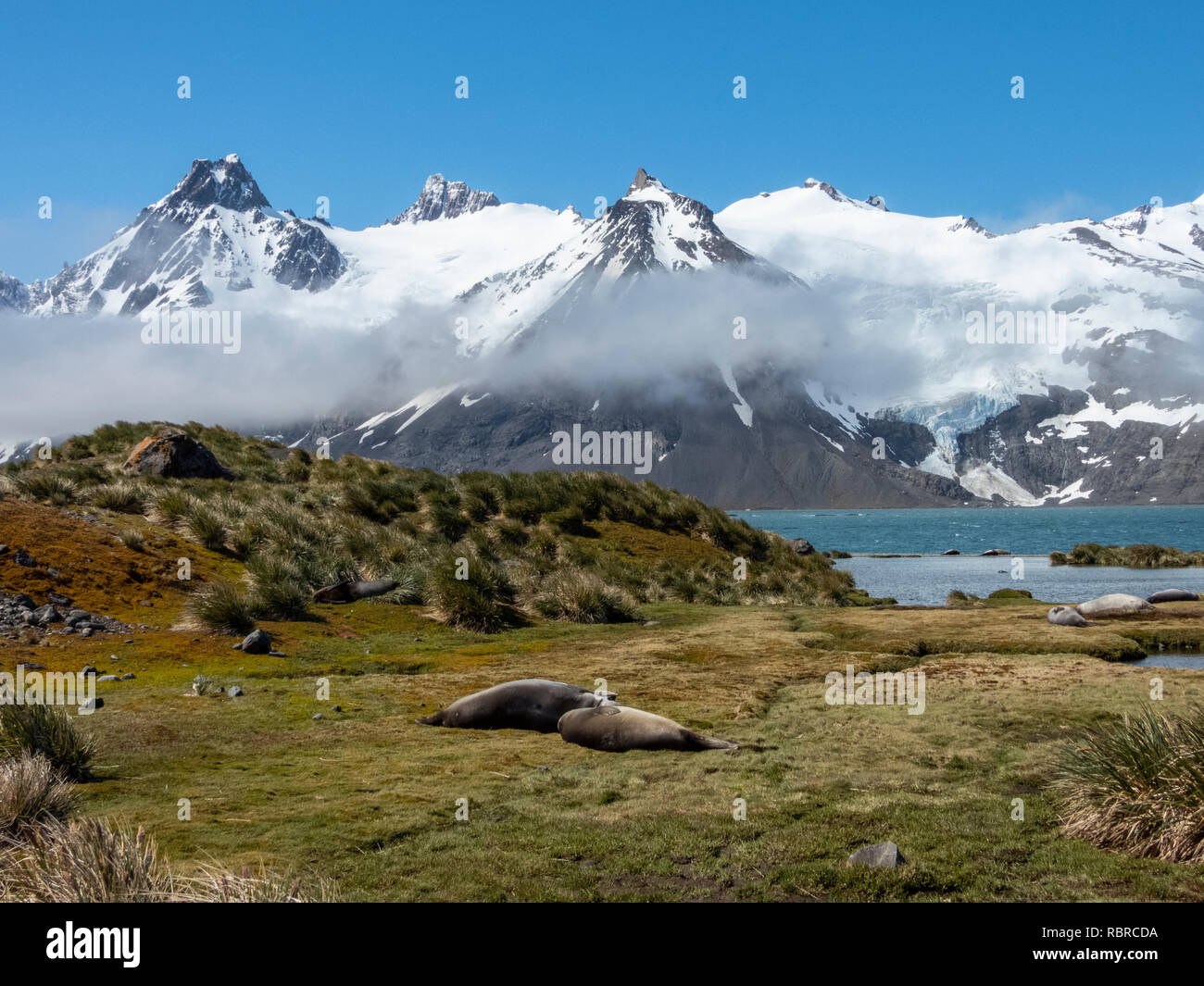 South Georgia, King Haakon Bay. Malerischer Blick auf remote Western South Georgia. Seeelefanten in der grasartigen Lebensraum. Stockfoto