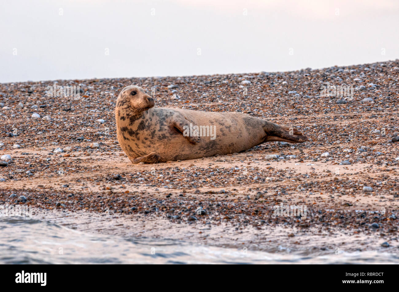 Weibliche Kegelrobbe Halichoerus Grypus Mitgef hrt Und Am Strand Von weibliche-kegelrobbe-halichoerus-grypus-mitgef-hrt-und-am-strand-von