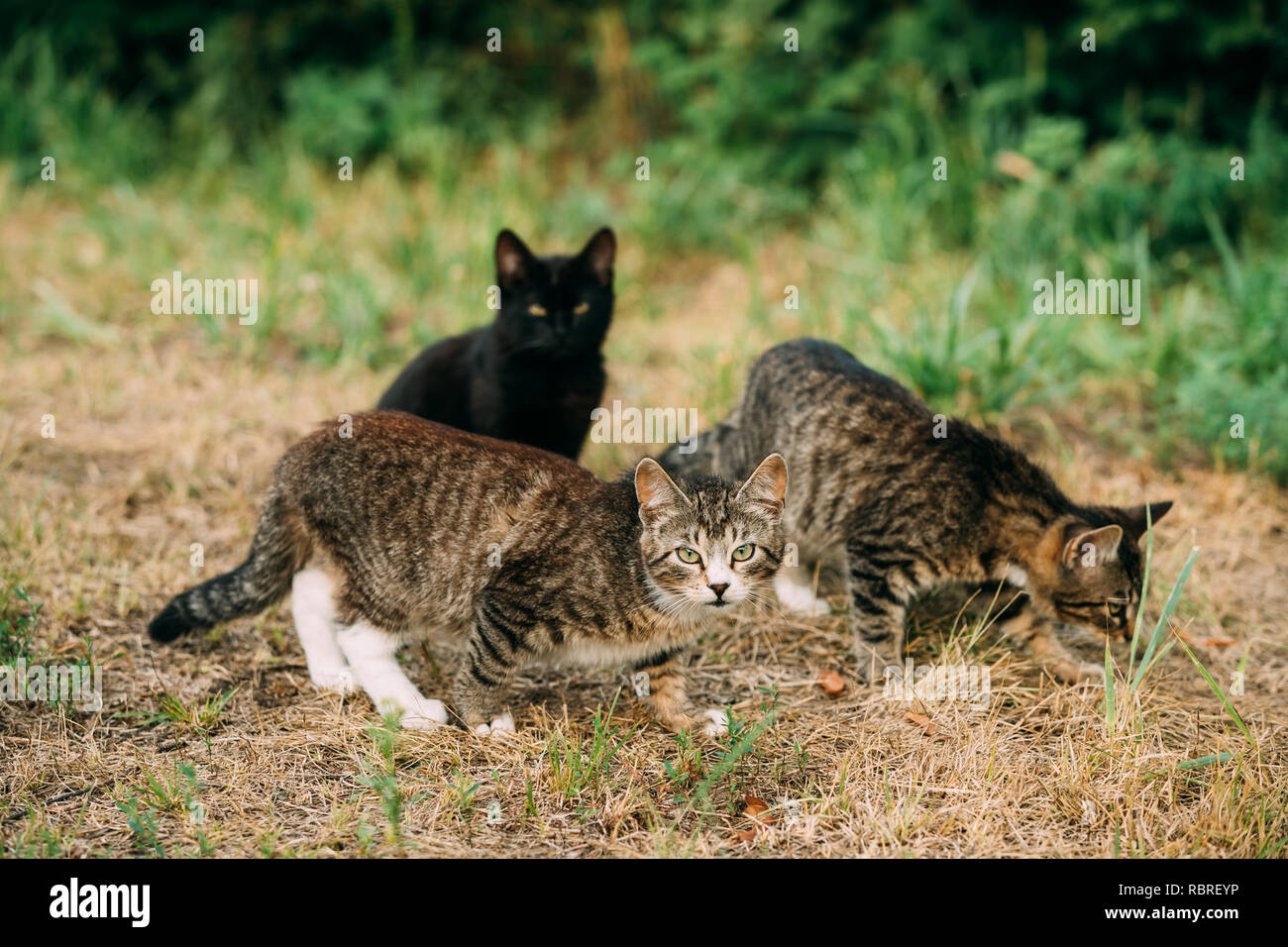 Tabby lustig Graue Katzen Kätzchen Jagd im grünen Gras im Freien Stockfoto