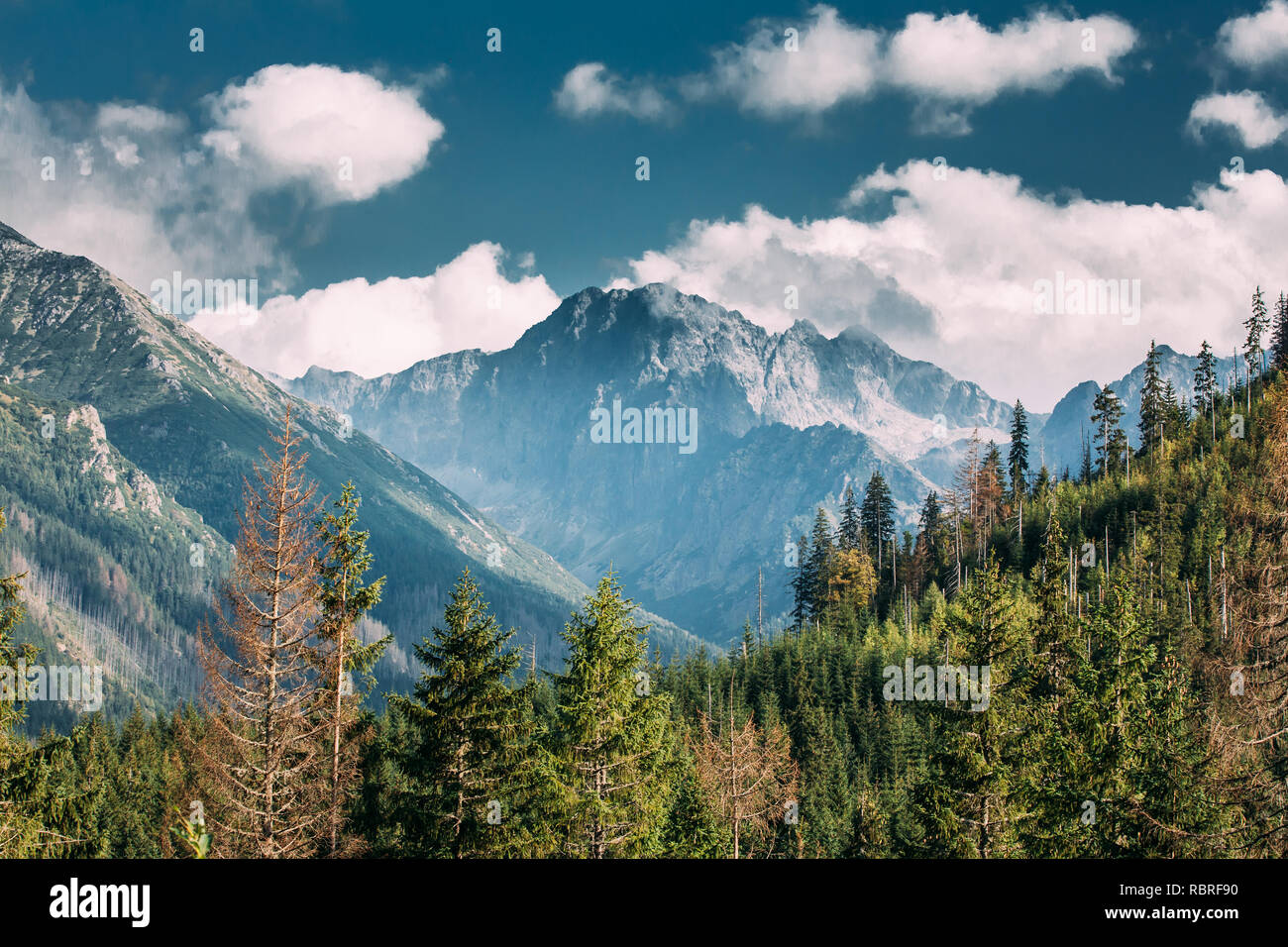 Nationalpark Tatra, Polen. Sommer Berge und Wald landschaft. Landschaftlich schöne Aussicht. Der UNESCO-Netz der Biosphärenreservate. Stockfoto