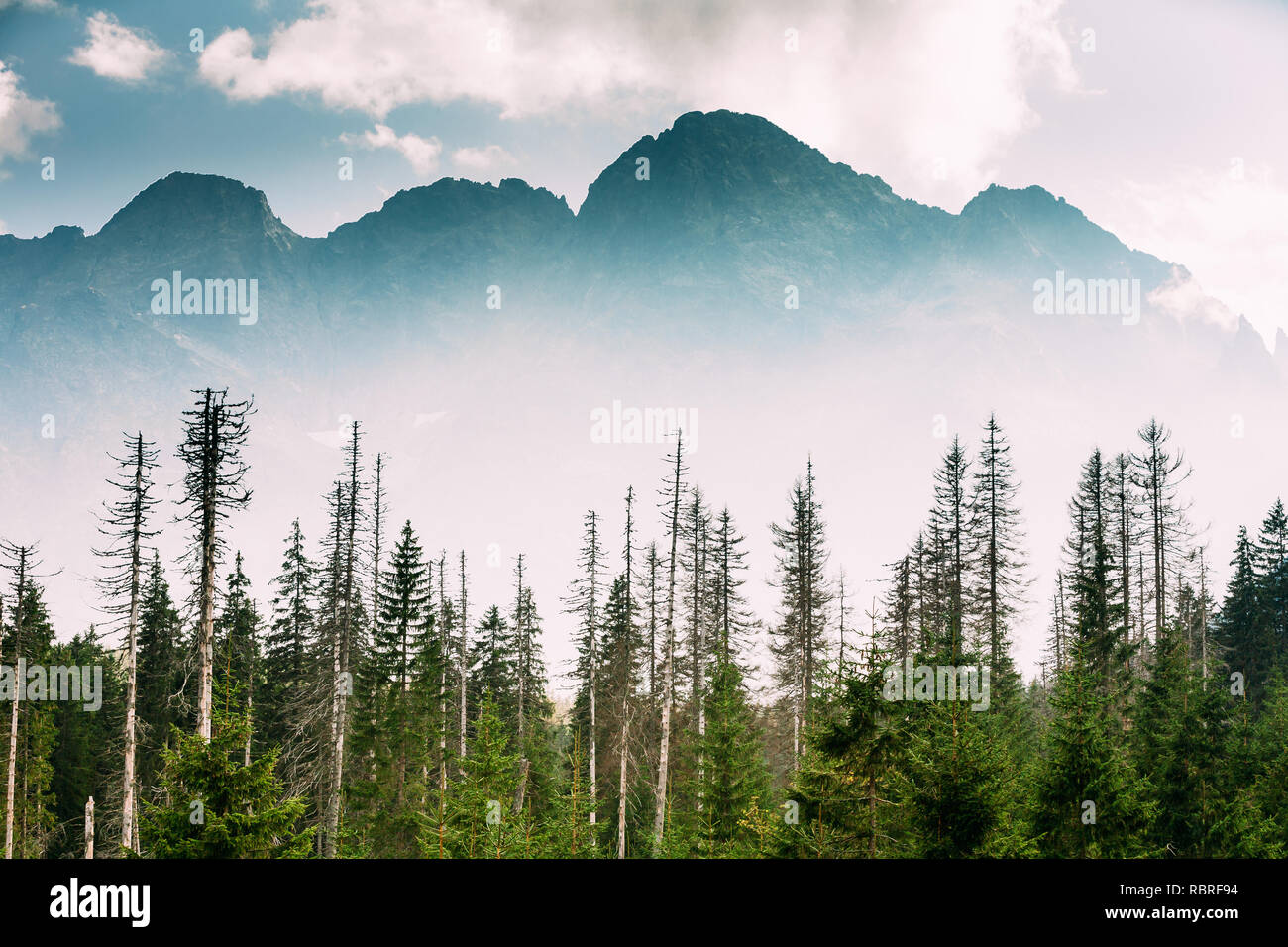 Nationalpark Tatra, Polen. Sommer Berge und Wald landschaft. Schöne Misty malerische Aussicht. Der UNESCO-Netz der Biosphärenreservate. Stockfoto