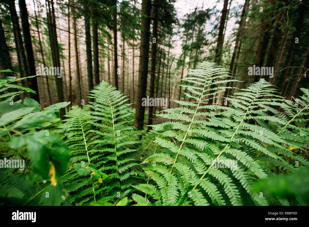 Wilder grüner Farn Blätter Pflanzen in Tatra Wald in Polen. Stockfoto