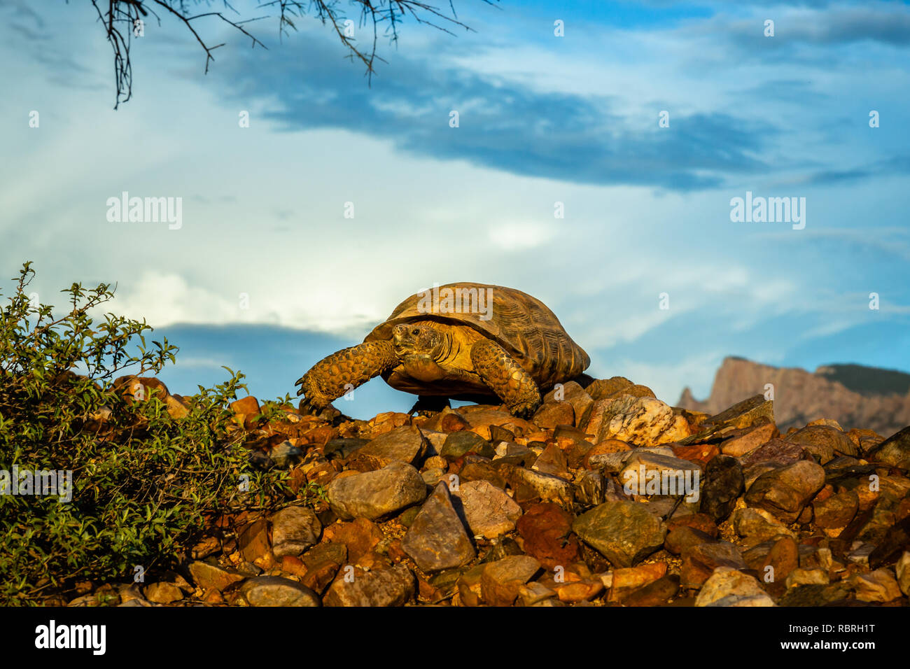 Ein Sonoran Wüste Schildkröte trundles über einen felsigen Grat. Arizona. Stockfoto