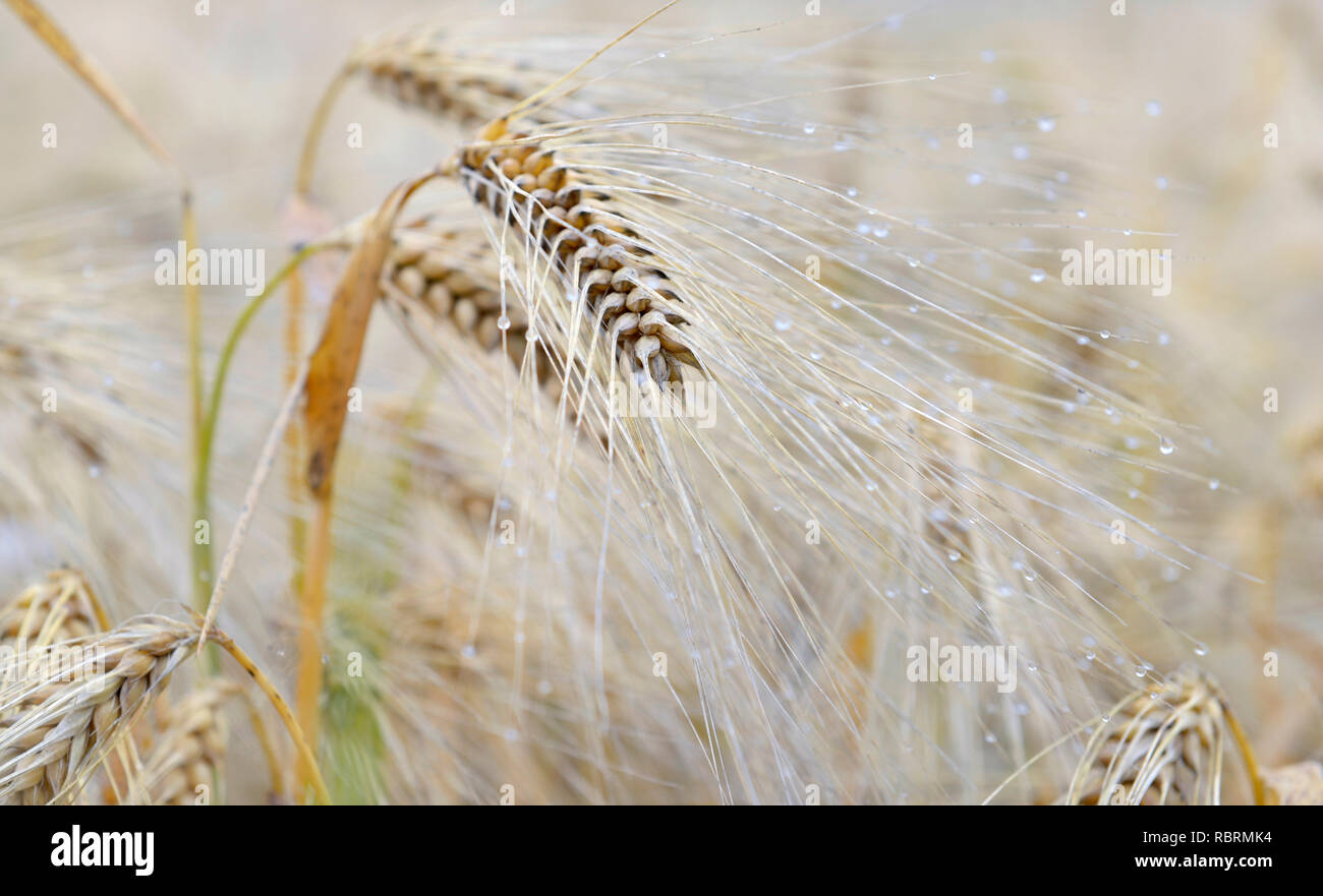 Nah am Ohr von Getreide in einem Feld mit Tropfen im Sommer abgedeckt Stockfoto