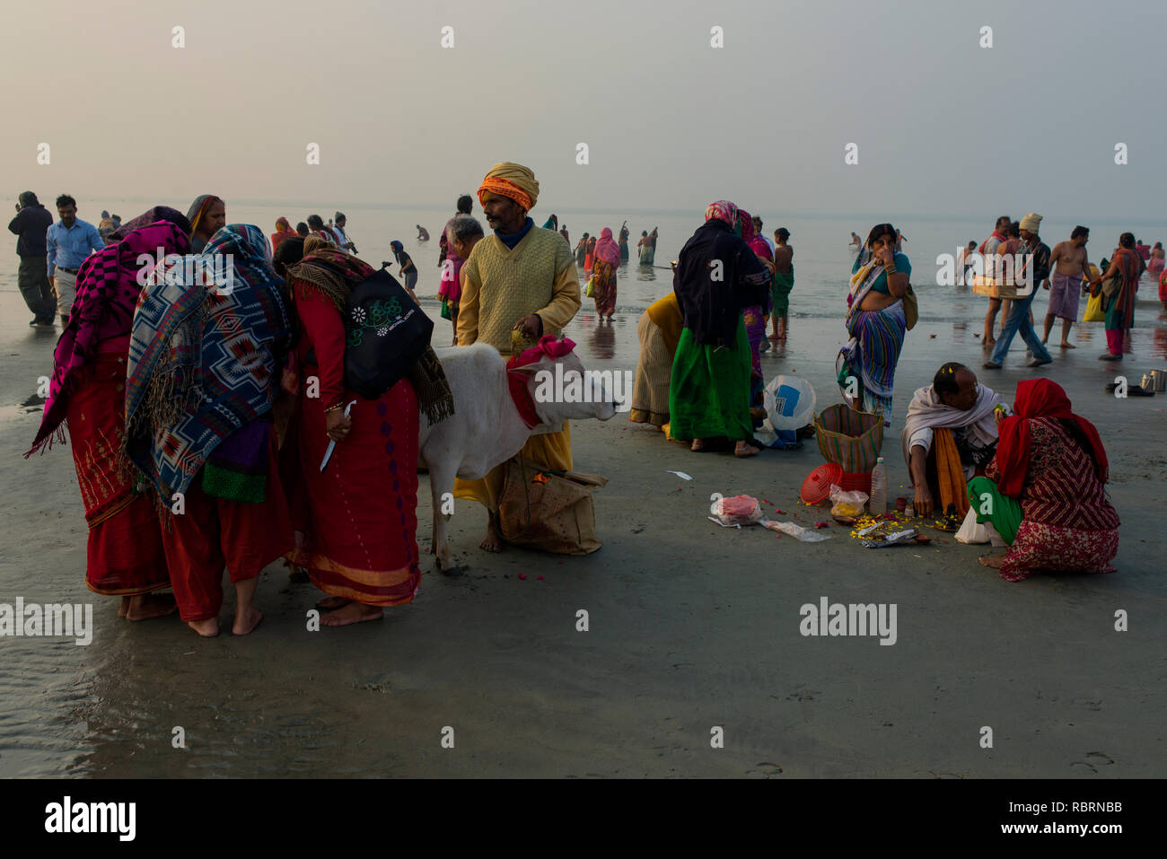 Frauen devotees durchführen Kuh Anbetung am Gangasagar Messe. Stockfoto