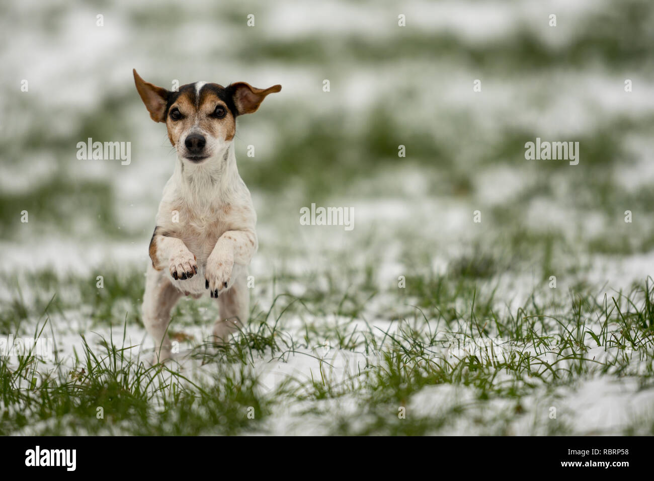 Kleiner Hund läuft auf einer Wiese im Schnee im Winter Landschaft - Süße Jack Russell Terrier Hund, 12 Jahre alt, Haartyp glatt Stockfoto