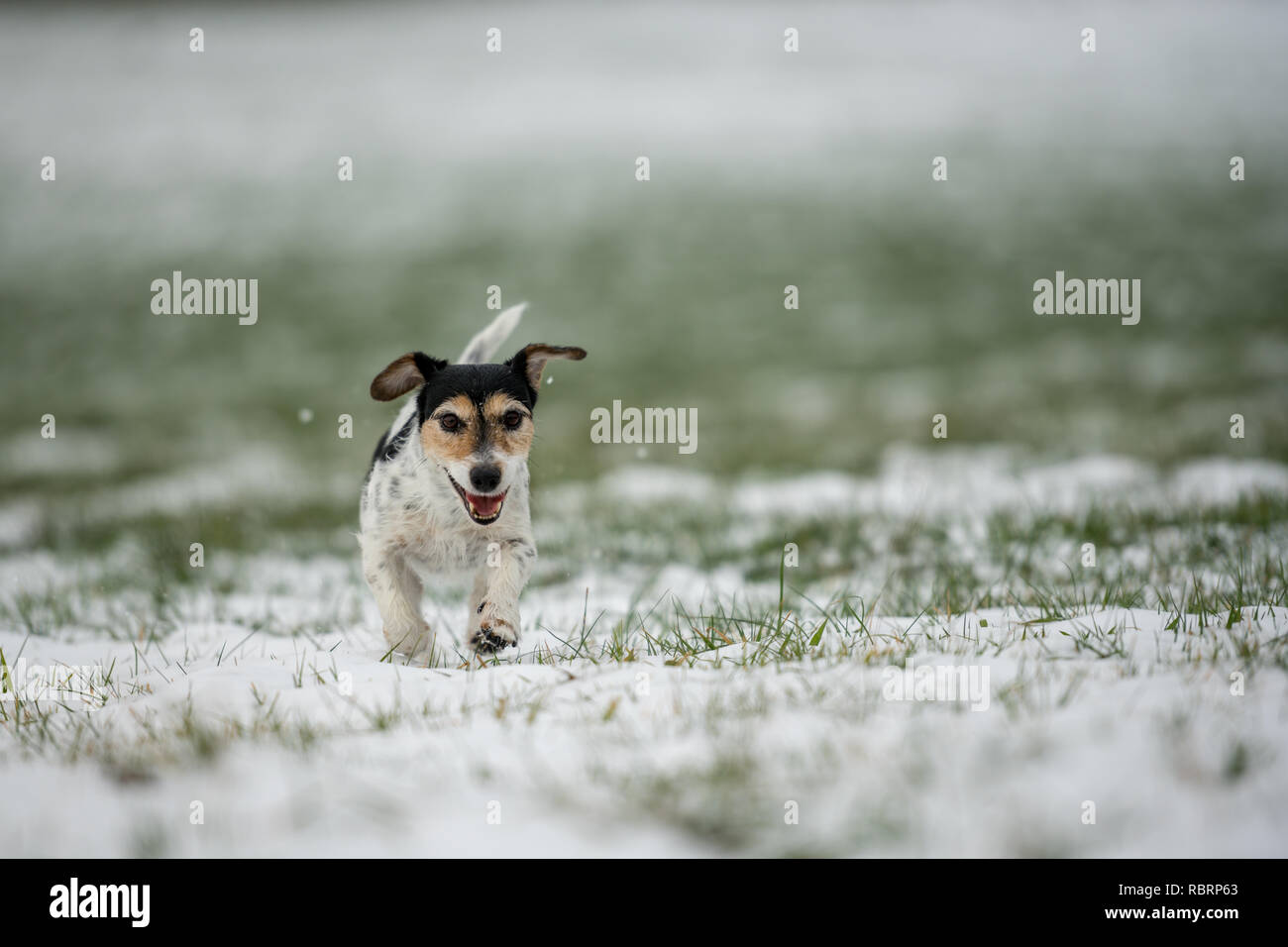 Kleiner Hund läuft auf einer Wiese im Schnee im Winter Landschaft - Süße Jack Russell Terrier Hund, 9 Jahre alt, Haartyp gebrochen Stockfoto
